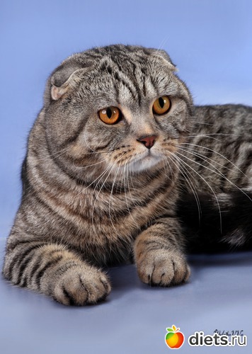 2 ����: ��� �������