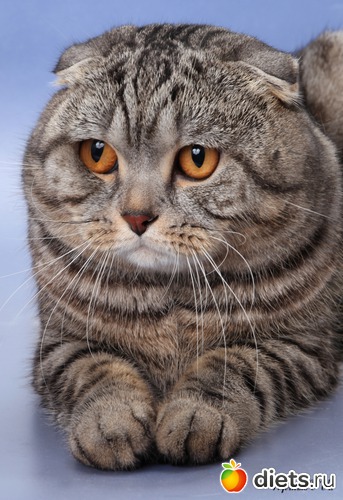 3 ����: ��� �������