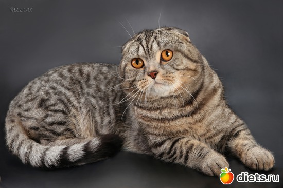 5 ����: ��� �������