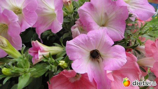 38 ����: ������� ����