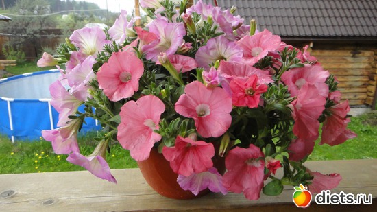 39 ����: ������� ����