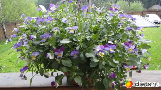 40 ����: ������� ����