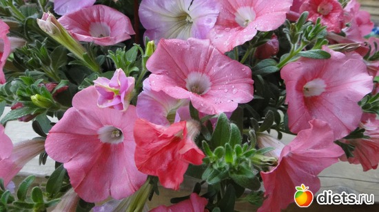 41 ����: ������� ����