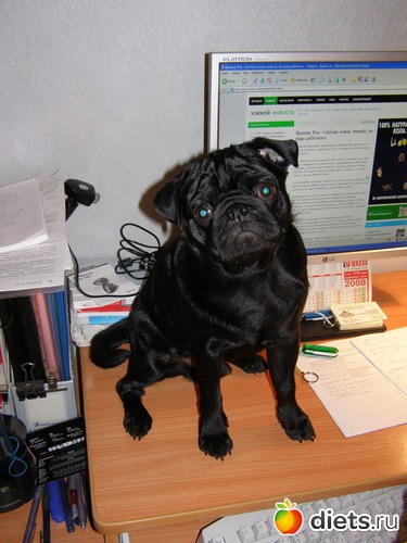 Я тут немного попомагаю, альбом: МопсоЧУДОвище.