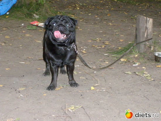 Ну отвяжите же кто-нибудь, альбом: МопсоЧУДОвище.