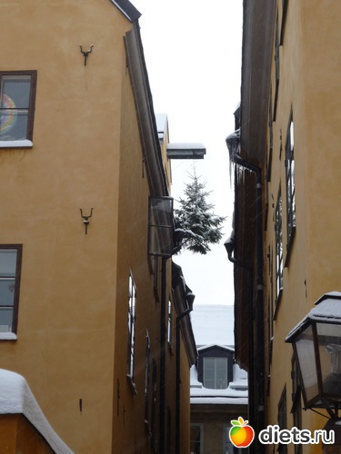 ��� ���� ���� ���� �������, ������: ���������