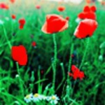 ������� ��������