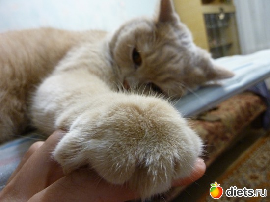 Дай лапу друг..., альбом: мое пушистое ЧУДО