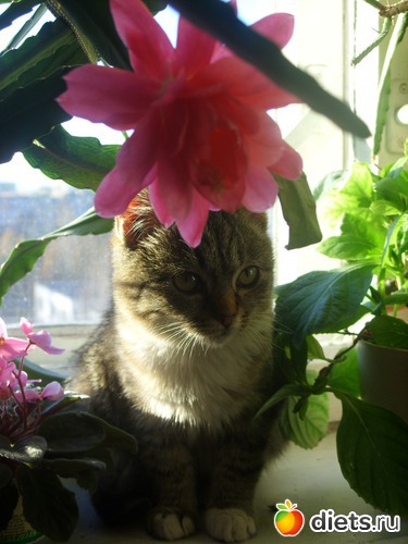 Маленький король Таити., альбом: Коток Ластик.