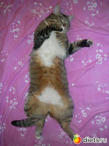 Послеобеденный отдых, альбом: Коток Ластик.