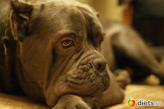 1 фото: собакин