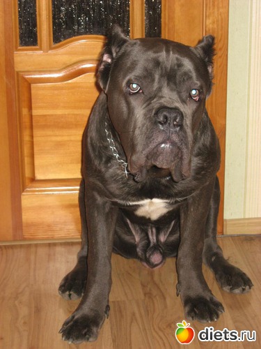 2 фото: собакин