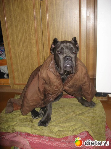 4 фото: собакин