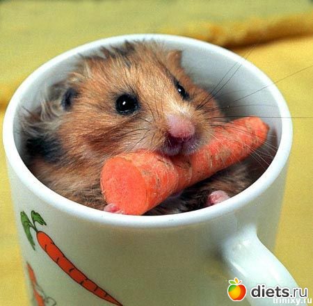 ����������))))