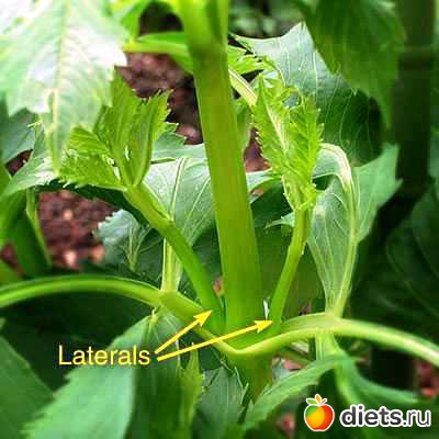 пасынкование