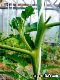 пасынкование