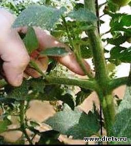 пасынкование