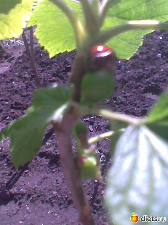 1 фото: Природа