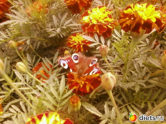 2 ����: �������