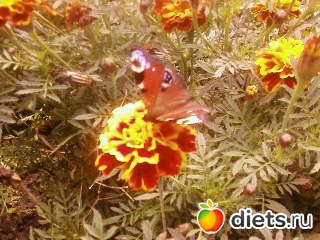 ��� �������