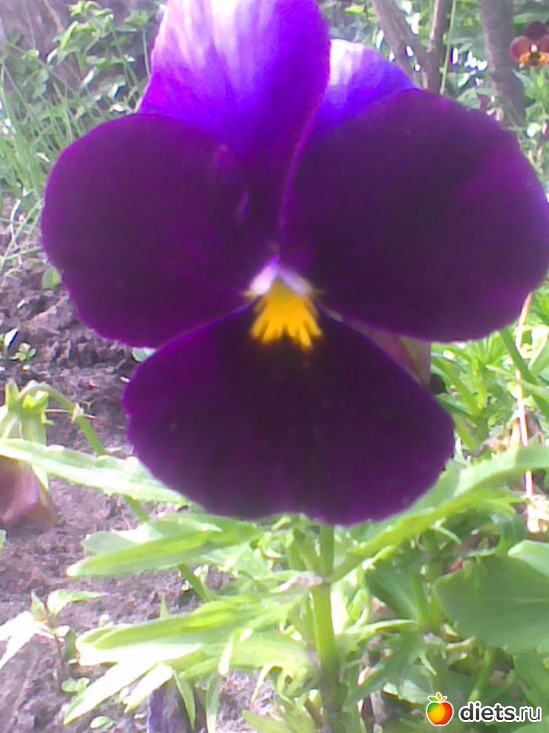 2 ����: ��� �������