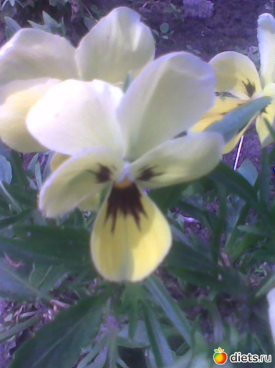 3 ����: ��� �������