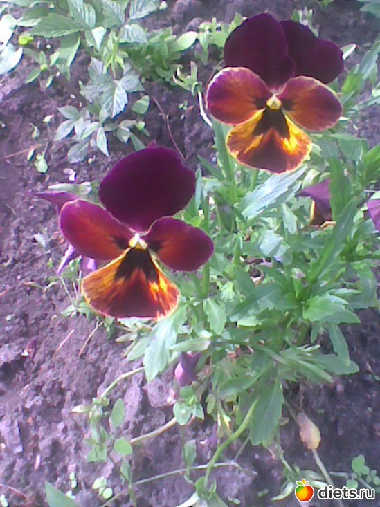 5 фото: Мои цветики