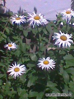 ��� �������