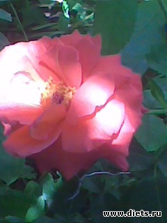 ��� �������