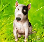 Вах-вах, как здесь классно!