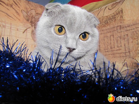 �����, ������: ����� �������