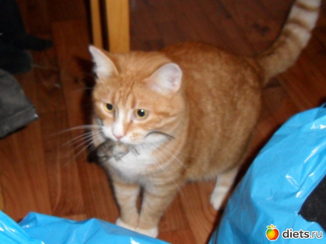 ������ ��������� �����..., ������: ��� ������� ����