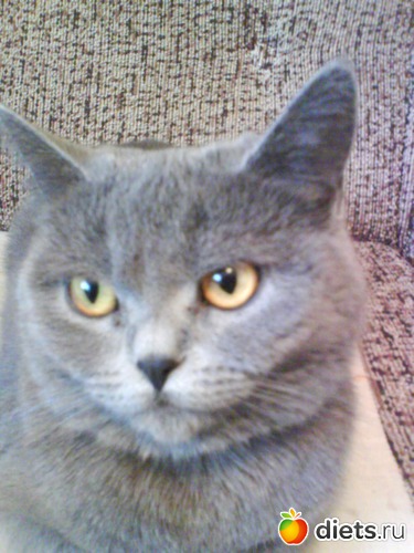 А это Кнопа уже выросла, альбом: Василиска и Кнопочка