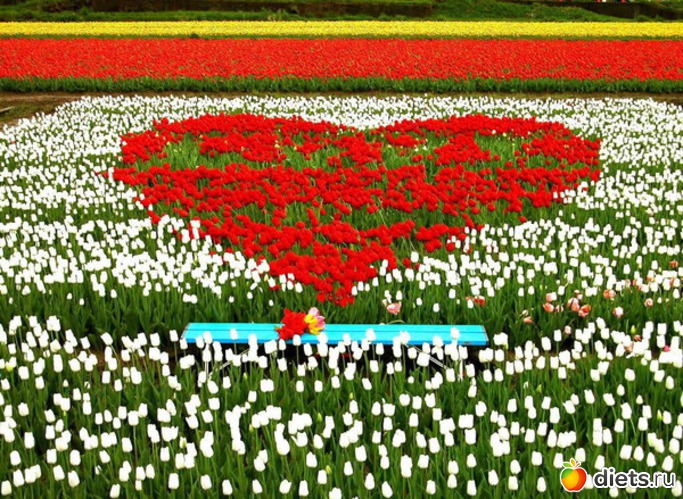 5 фото: пейзажи и цветы