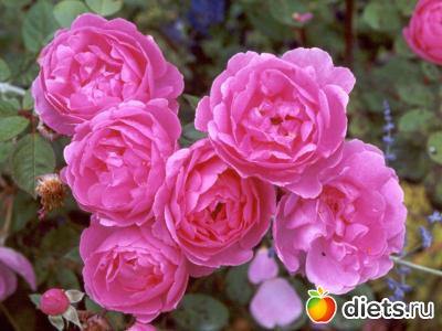 пейзажи и цветы