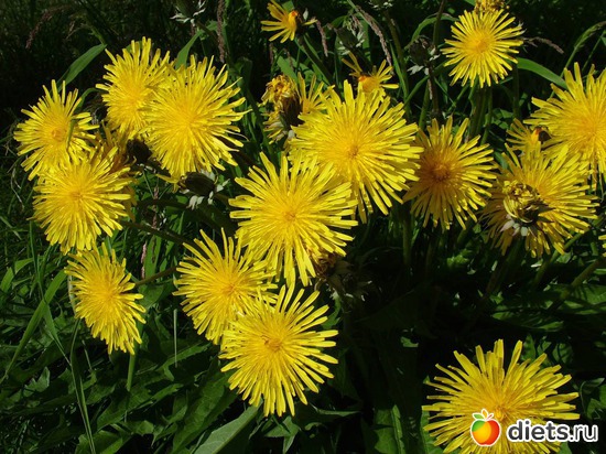 10 фото: пейзажи и цветы