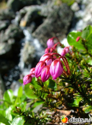 11 фото: пейзажи и цветы