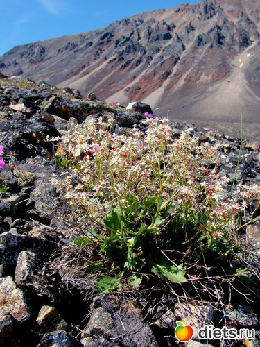 13 фото: пейзажи и цветы