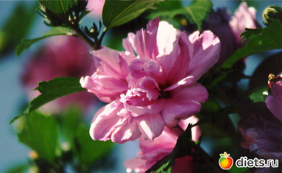 14 фото: пейзажи и цветы