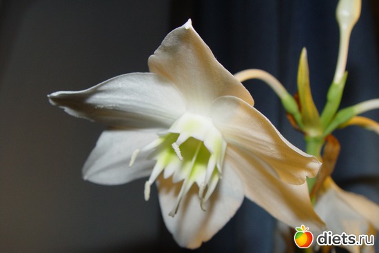 15 фото: пейзажи и цветы