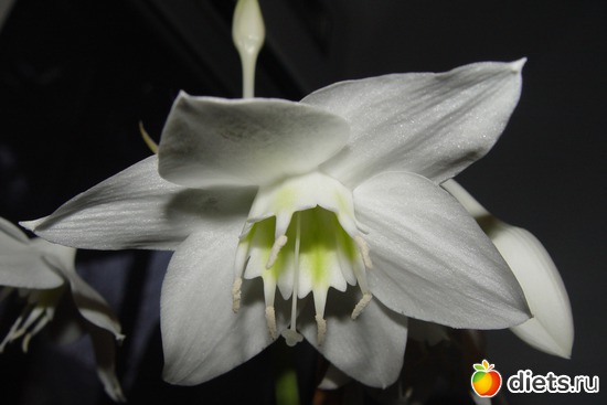 16 фото: пейзажи и цветы