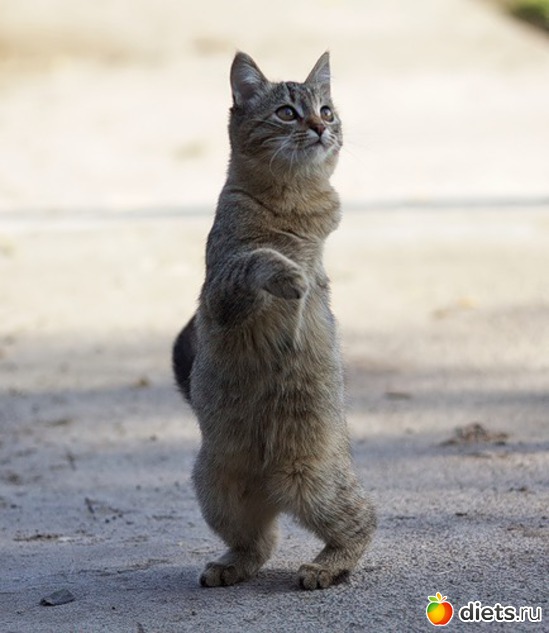 5 фото: животные