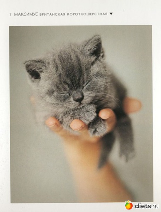 7 фото: животные