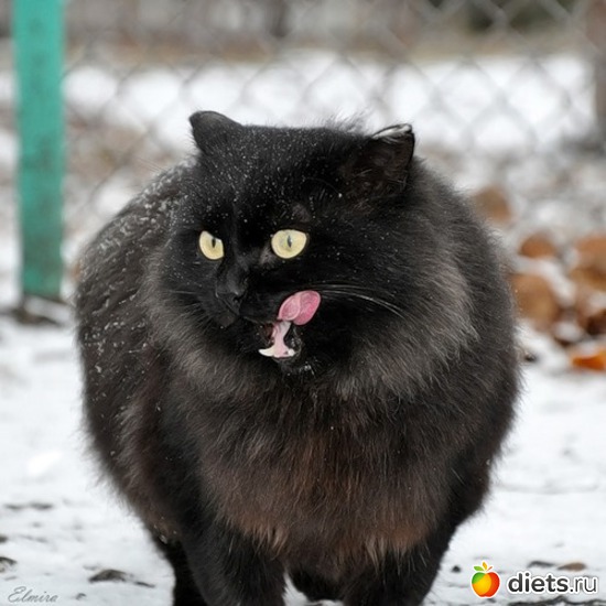 16 фото: животные