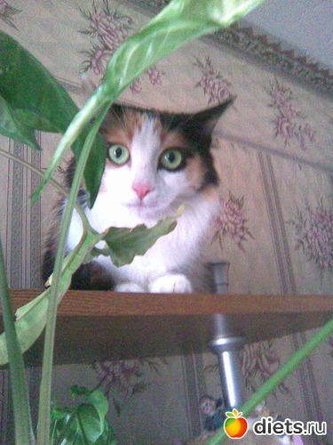 4 фото: Моя Мусенька