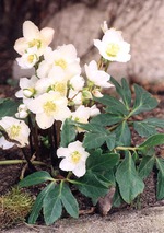 Как вы думаете, это правда?