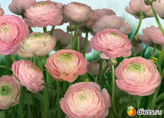 19 фото: пейзажи и цветы