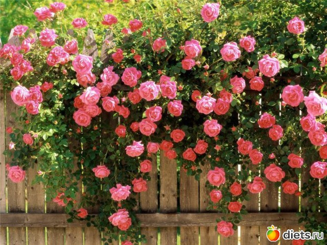 20 фото: пейзажи и цветы