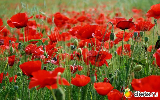 21 фото: пейзажи и цветы