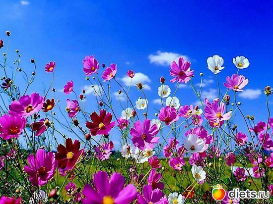 22 фото: пейзажи и цветы